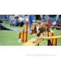 Dog Behavior Training Playing Dog Agility Training Equipment